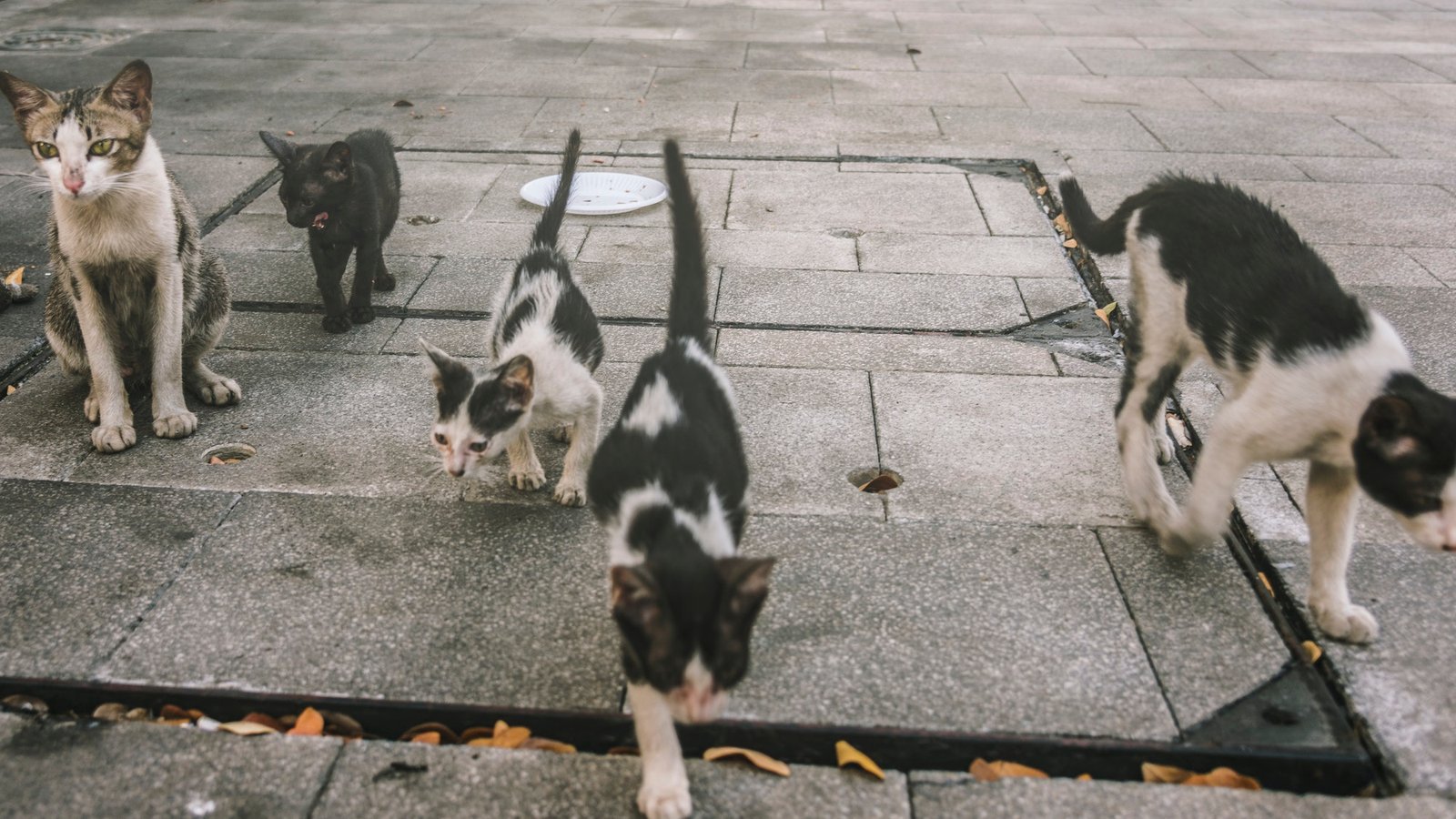 group-of-cute-street-cats-and-kittens.jpg