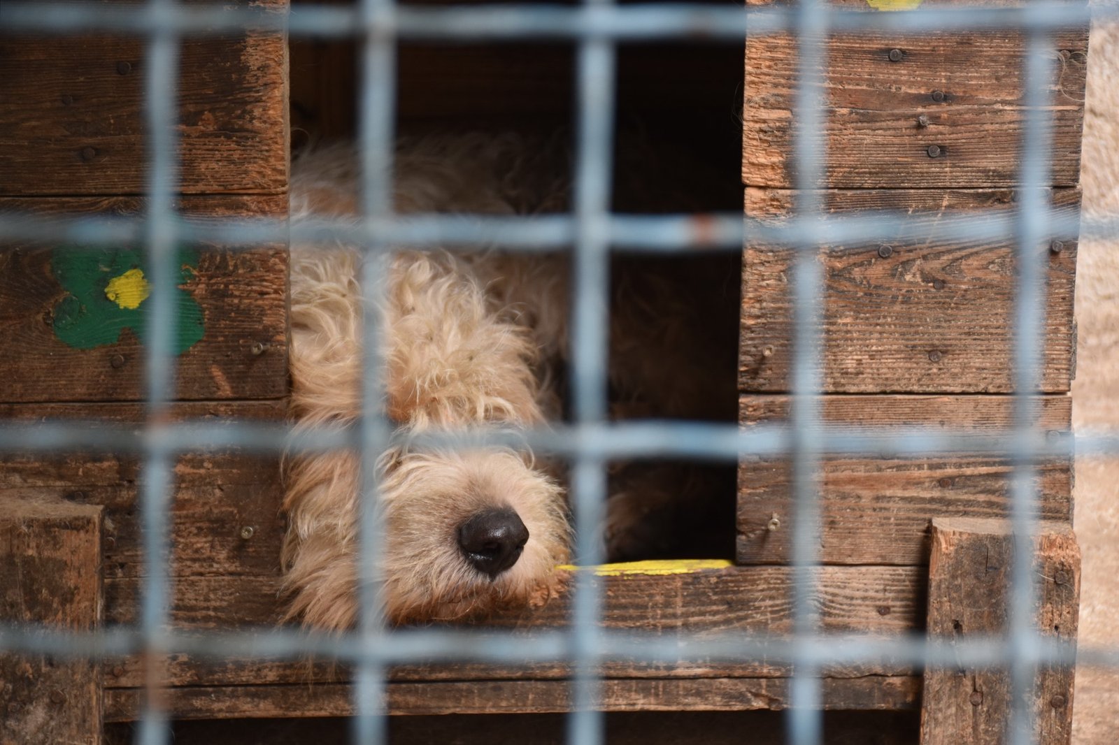 portrait-of-dog-in-animal-shelter.jpg